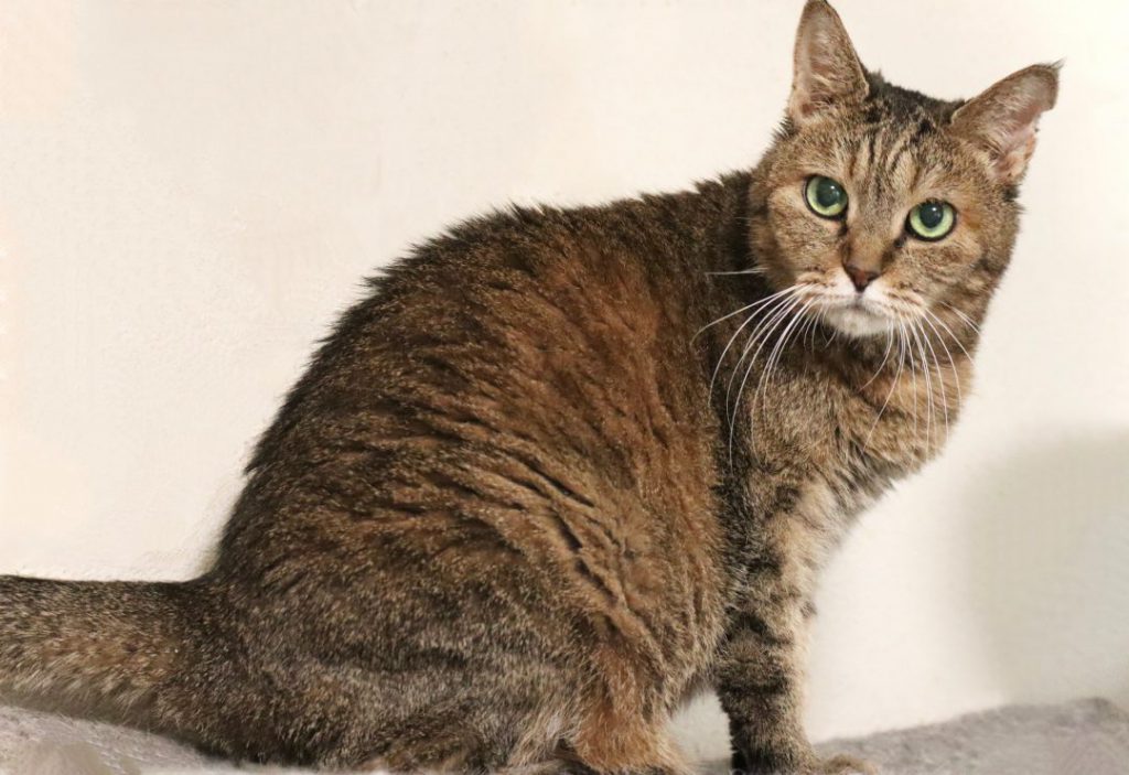 ねこひげハウス うりちゃん
