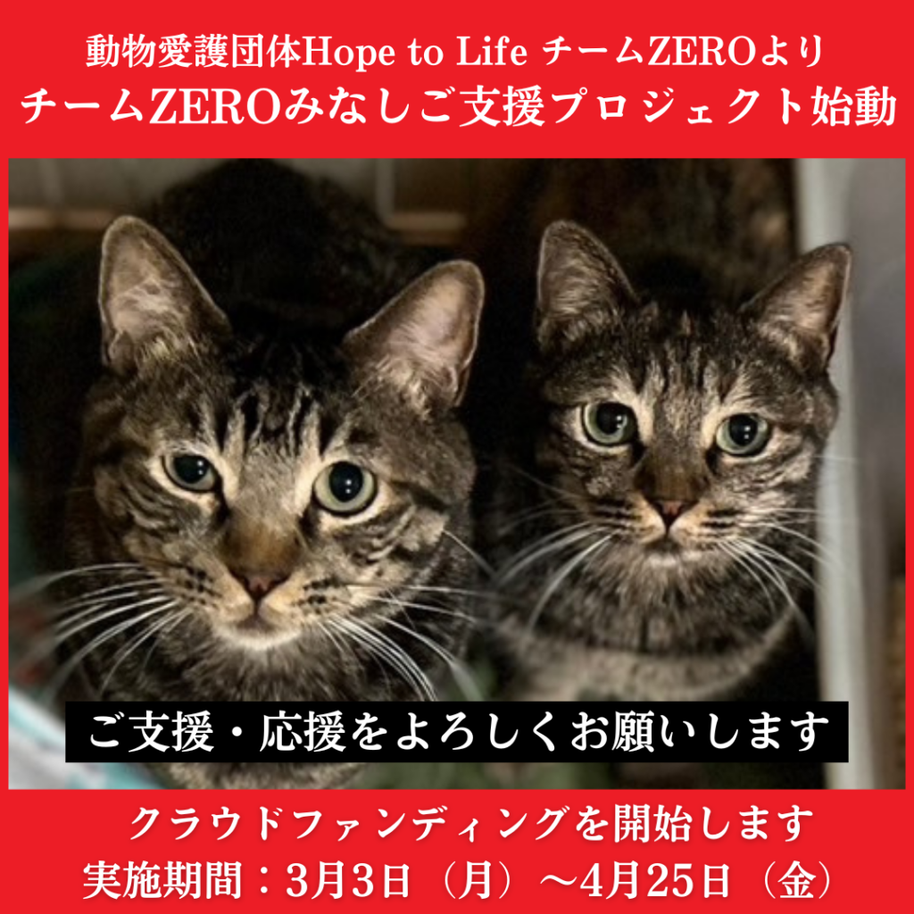 ねこのきもち」雑誌2025年2月号、WEBマガジン（2025年3月公開）に掲載